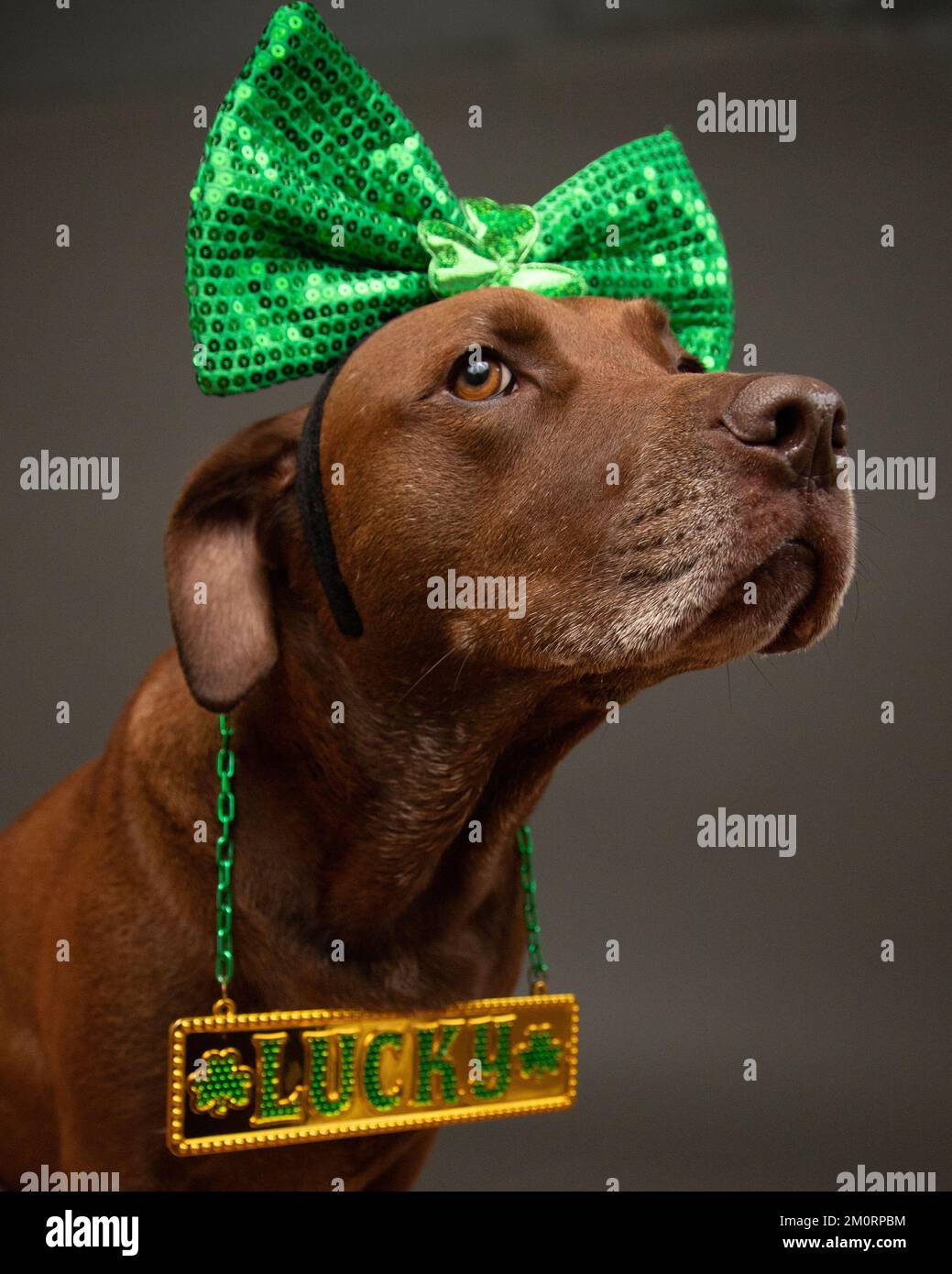 Portrait d'un taureau terrier pitbull mix portant un serre-tête vert avec un noeud et un collier chanceux Banque D'Images