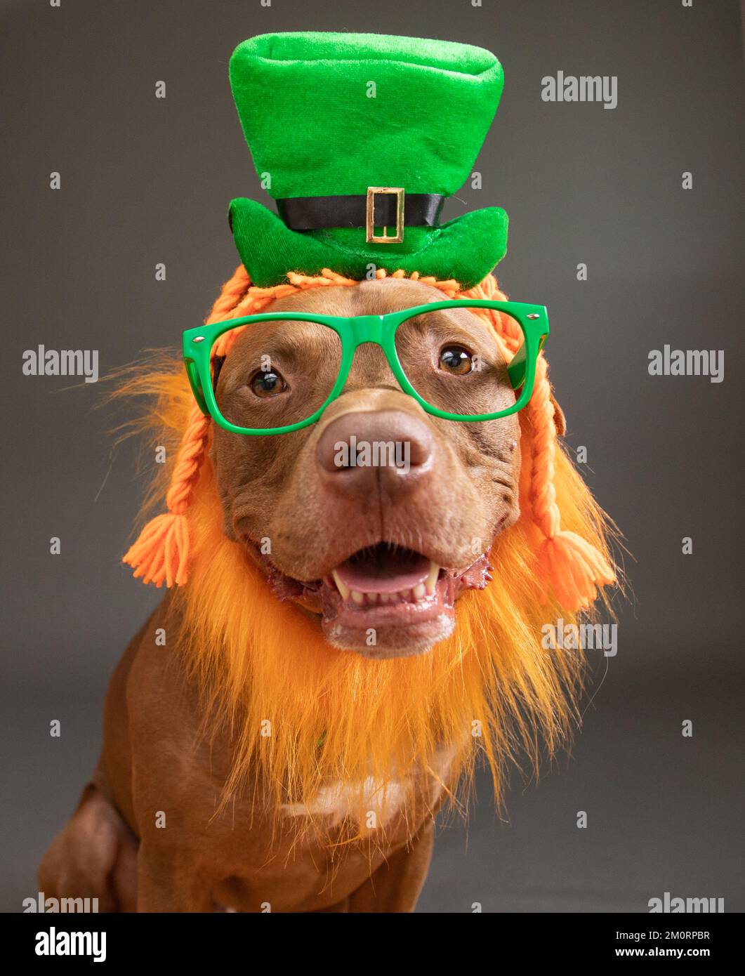 Portrait d'un mélange de pitbules de taureau terrier portant un chapeau de léopard, une perruque et des lunettes pour la Saint-Patrick Banque D'Images