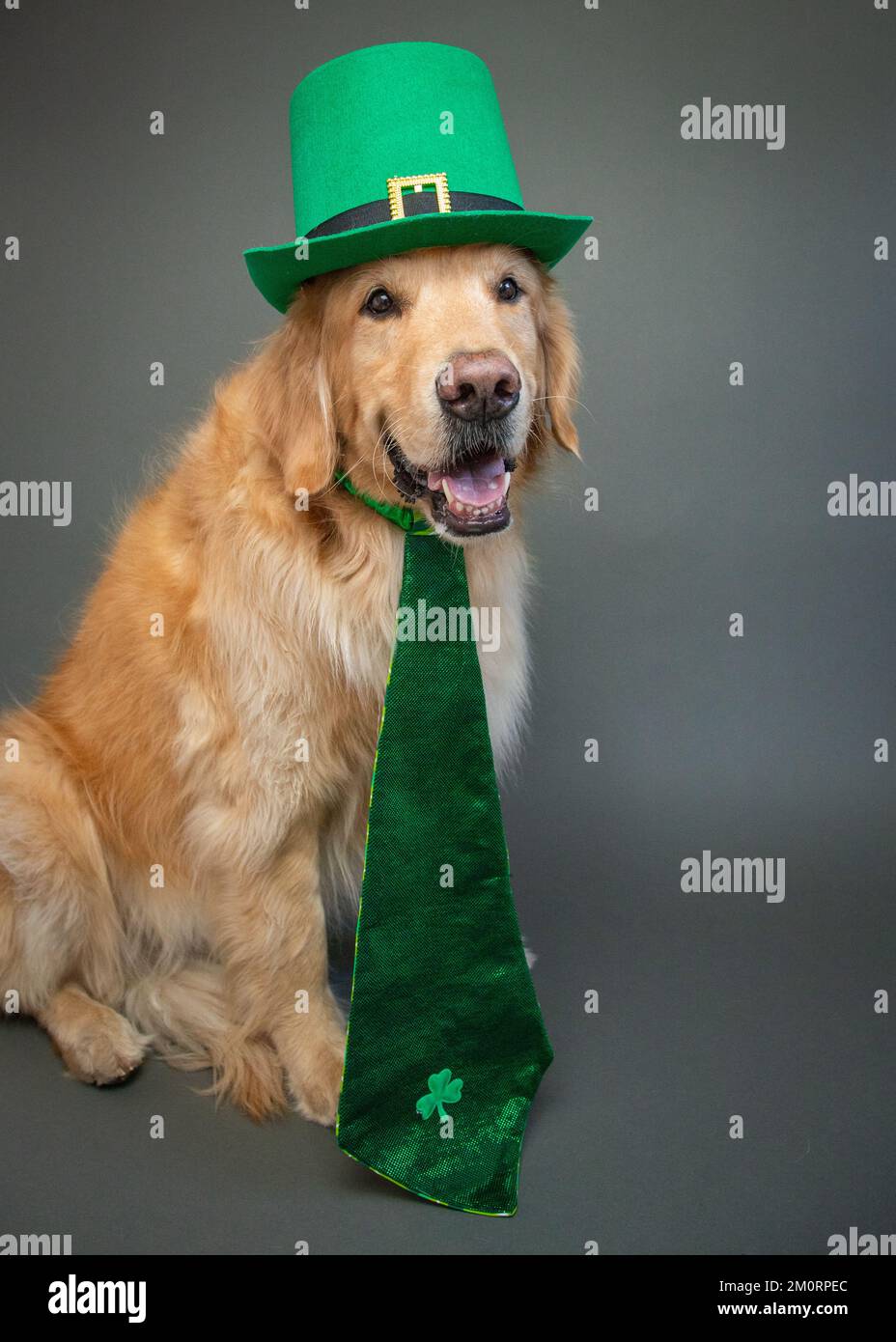 Portrait d'un retriever d'or portant un chapeau et une cravate verte pour la Saint Patrick Banque D'Images