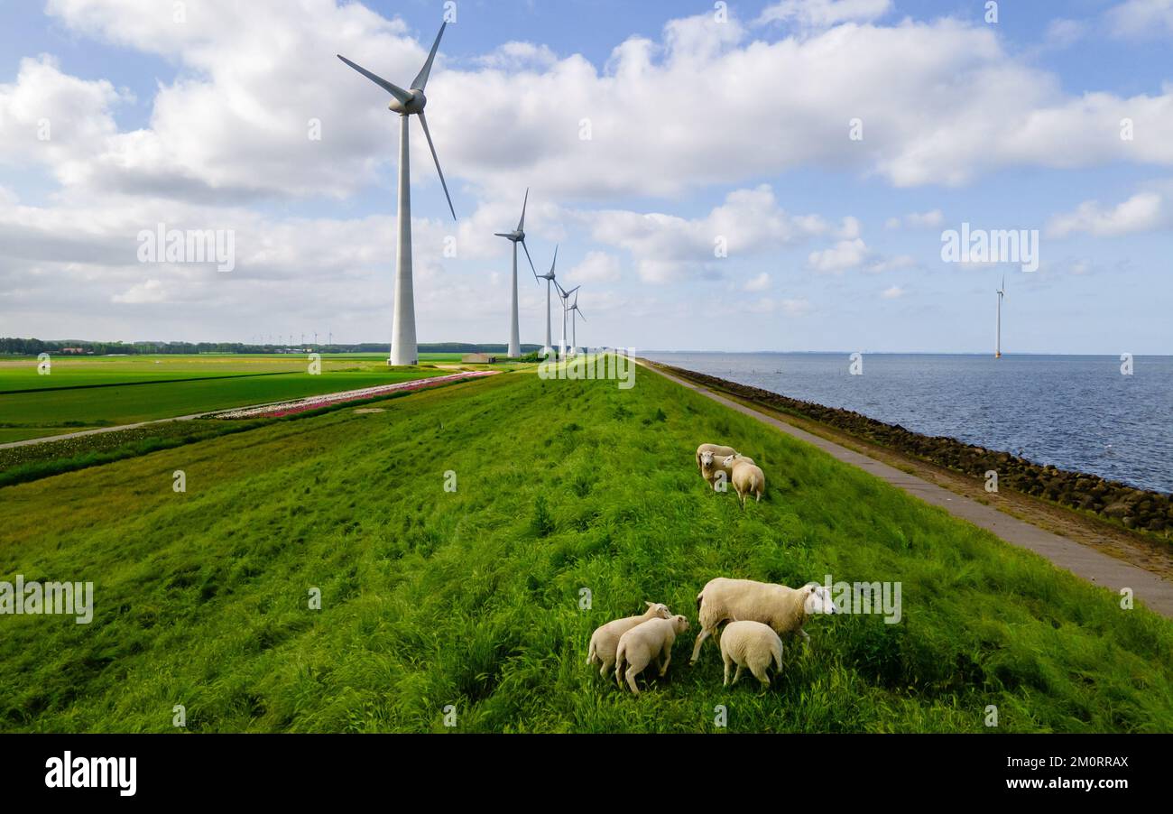 Parc du Moulin à vent avec des moutons sur la digue et les éoliennes Banque D'Images