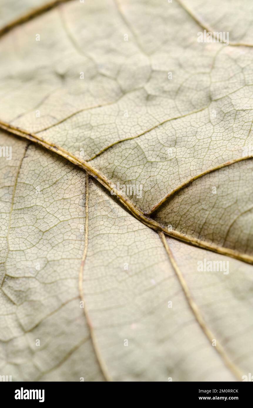 Macro de gros plan de feuille d'érable sèche avec nervures ramifiées, structure de tissu abstrait et détails fins du feuillage, fond vert naturel de la saison d'automne Banque D'Images