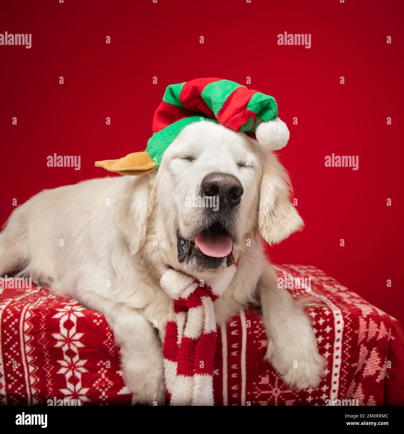 Portrait d'un Golden Retriever de crème anglaise couché sur une table habillée comme un elfe de Noël Banque D'Images