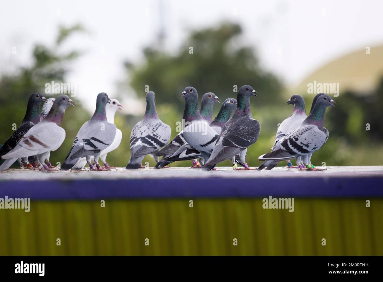 groupe de pigeon d'origine debout sur le piège de loft après l'exercice  quotidien Photo Stock - Alamy