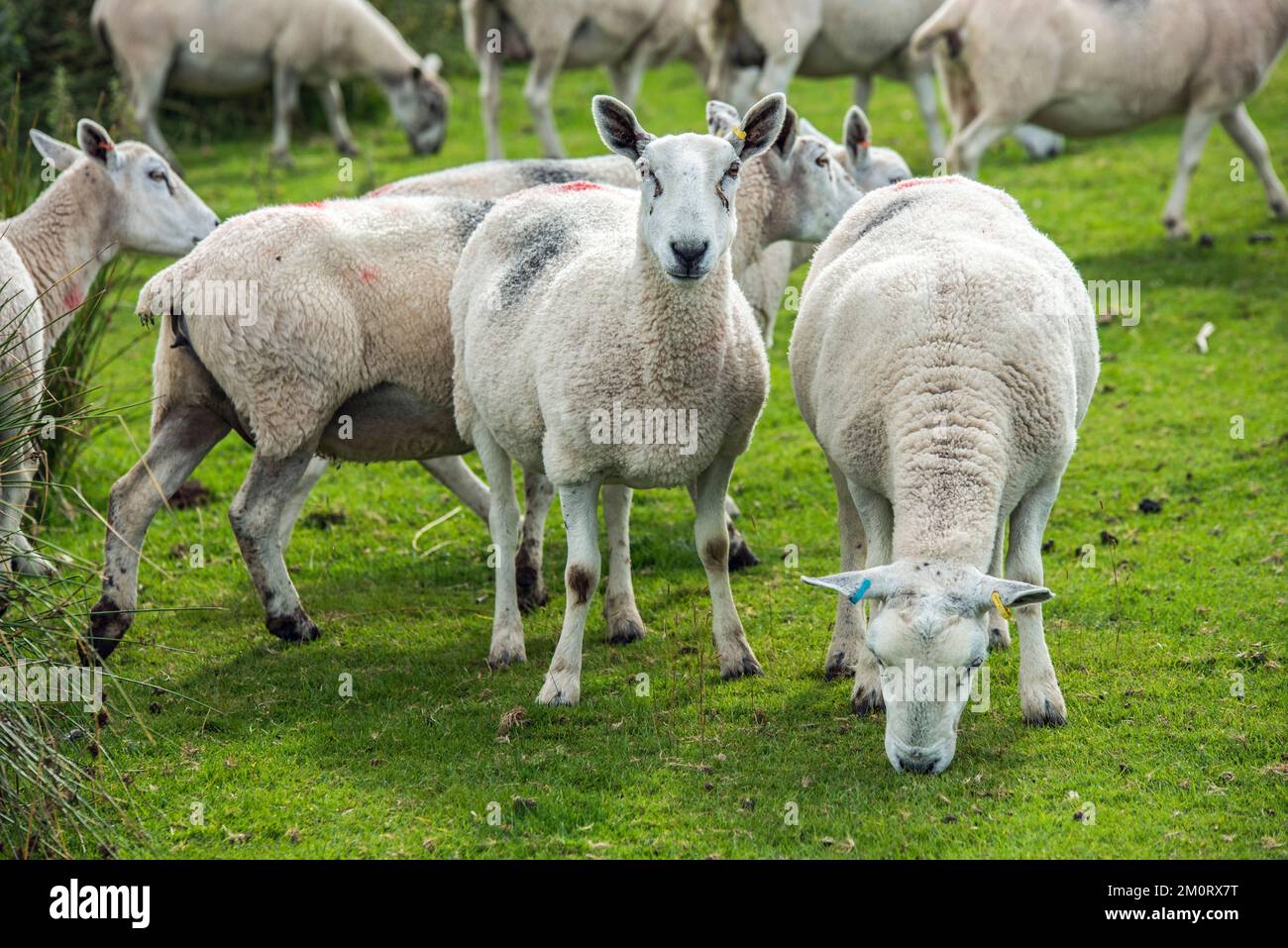 Moutons tous ensemble sur Mynydd Illtyd Common dans le parc national de Brecon Beacons Banque D'Images