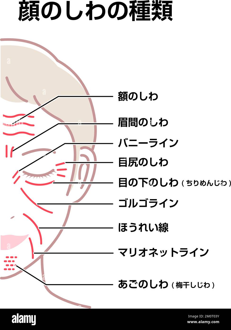 Plis faciaux ( visage féminin ) illustration vectorielle / japonais Illustration de Vecteur