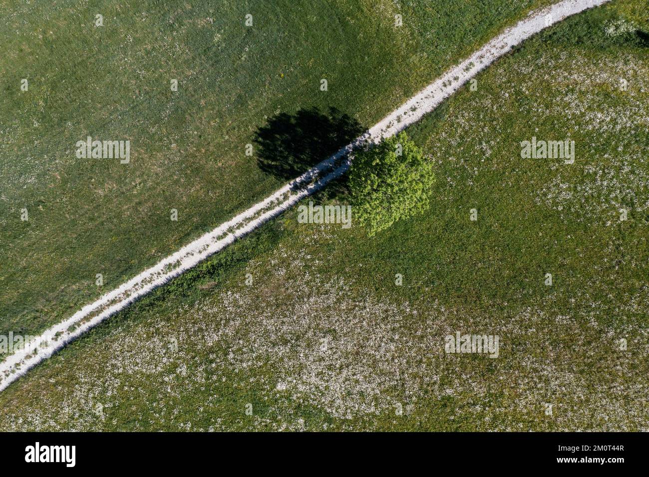France, Drôme, lus la Croix haute, massif du D?voluy, dans la vallée de Jarjatte, détail de la piste et de l'arbre solitaire, vue aérienne Banque D'Images