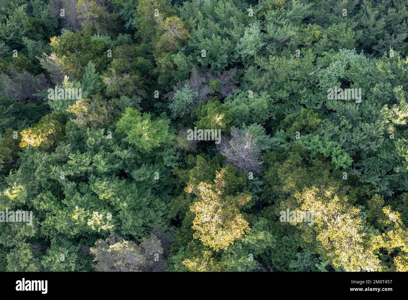 France, Drôme, lus la Croix haute, massif du D?voluy, dans la vallée de Jarjatte, détail du feuillage arboricole dans la forêt, vue aérienne Banque D'Images