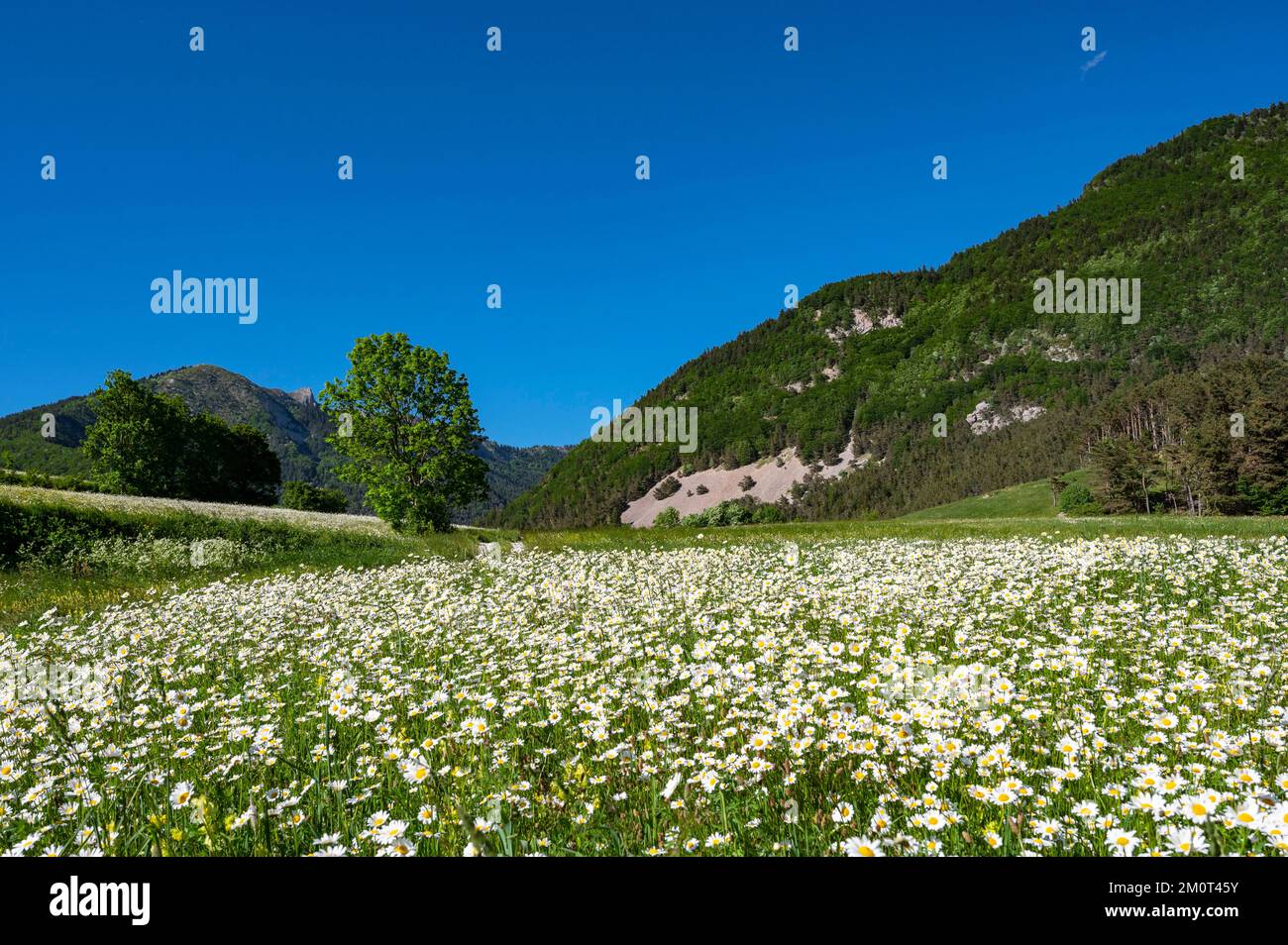 France, Drôme, lus la Croix haute, massif du D?voluy, prairie fleurie de pâquerettes dans la vallée de Jarjatte et la montagne Clairet Banque D'Images