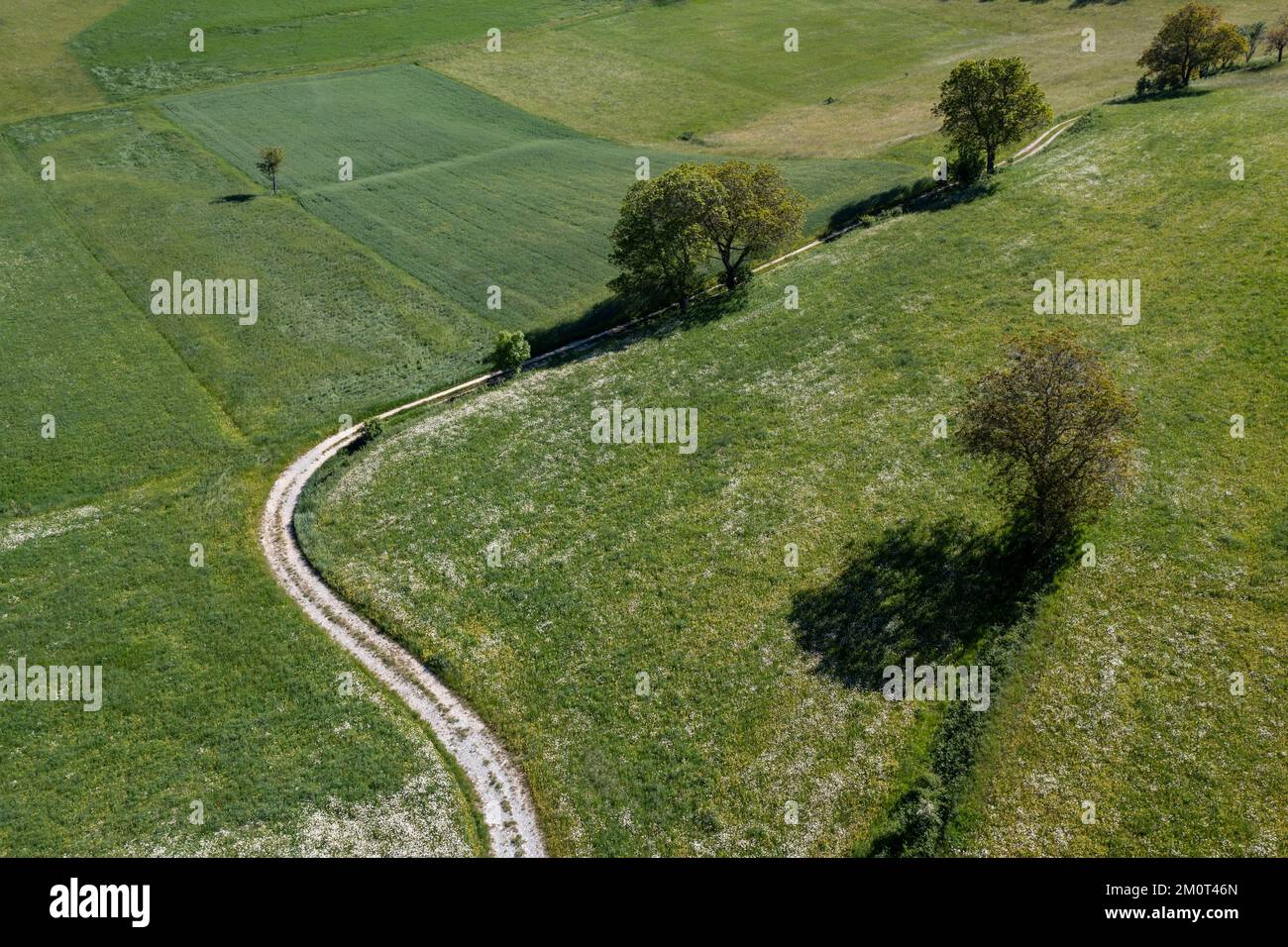 France, Drôme, lus la Croix haute, massif du D?voluy, dans la vallée de Jarjatte, détail de la piste et des arbres solitaires, vue aérienne Banque D'Images