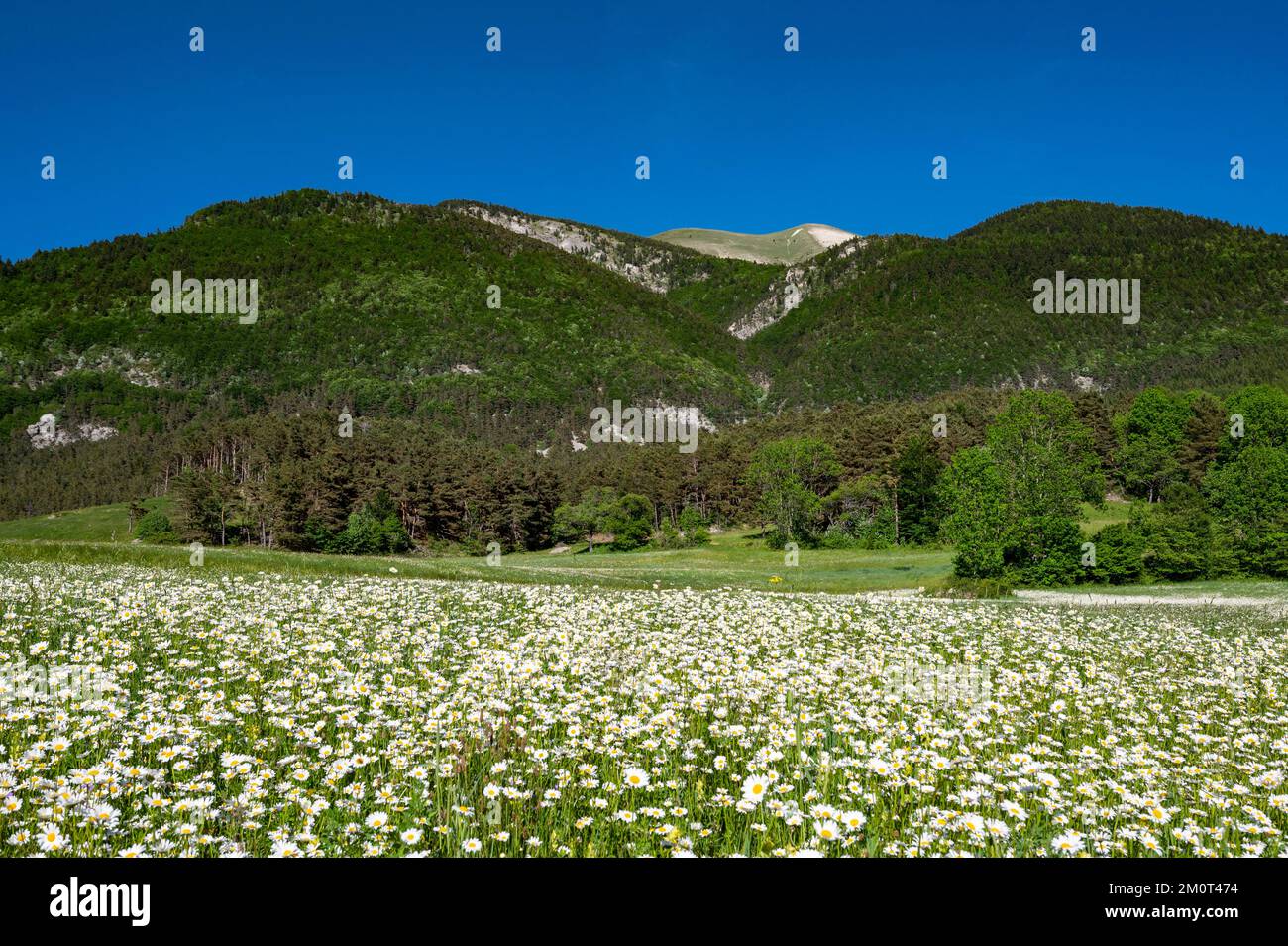 France, Drôme, lus la Croix haute, massif du D?voluy, prairie fleurie de pâquerettes dans la vallée de Jarjatte et la montagne Clairet Banque D'Images