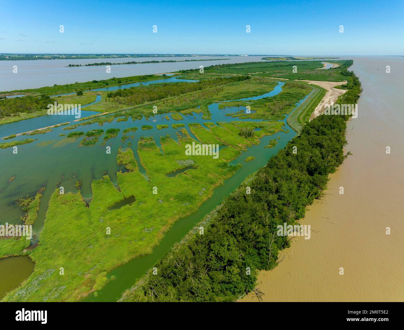 France, Gironde, estuaire de la Gironde, Ile Nouvelle, 6,3 km de long entre Pauillac et Blaye, propriété du Conservatoire du littoral, c'est un site majeur pour les oiseaux avec près de 190 espèces enregistrées en 2018 Banque D'Images