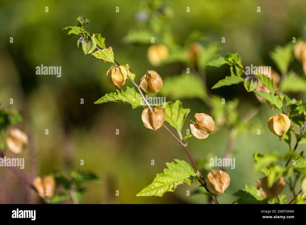 France, Indre et Loire, CH?digny, village marqué jardin remarquable, jardin du prêtre, le jardin presbytère réunit plusieurs variétés de plantes vivaces et annuelles décoratives arbustes aromatiques médicinaux et arbres fruitiers, nichandra physaloides, pomme péruvienne Banque D'Images