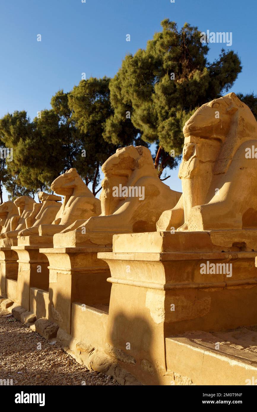 Égypte, haute Égypte, Vallée du Nil, Louxor, Karnak, Classé au patrimoine mondial de l'UNESCO, temple d'Amun, Sphinx ou allée du criosphinx (corps de lion avec tête de bélier), animal sacré d'Amon, entre ses fûts Ramses II avec des caractéristiques d'Osiris Banque D'Images