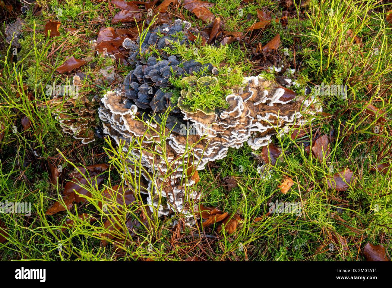 Deux formes de champignons de support parmi les tiges de myrtille et les feuilles de hêtre, Beacon Wood, Penrith, Cumbria, Royaume-Uni Banque D'Images