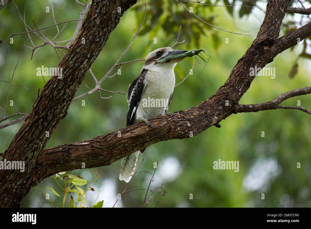 Kookaburra (Dacelo novaeguineae) riant avec une proie d'insecte de bâton. Bundaberg Australie Banque D'Images