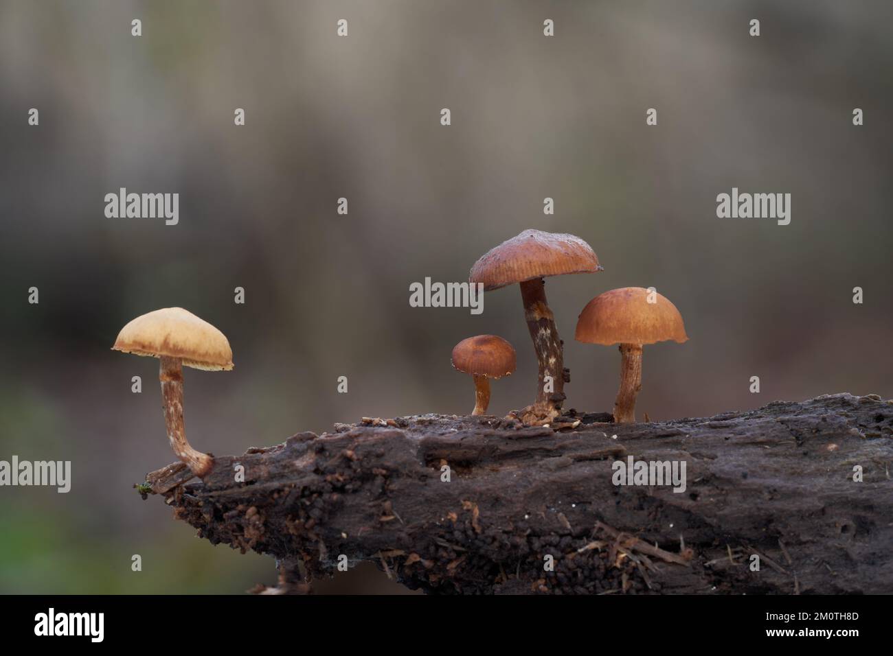 Champignon mortel toxique Galerina marginata sur le bois. Connu sous le nom de cloche funéraire, tête de crânes mortelle, tête de crânes d'automne ou mortel galerina. Banque D'Images