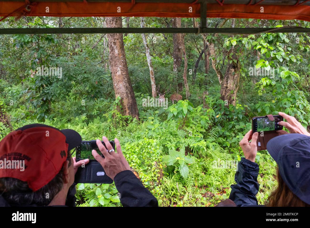 Népal, région de Terai, région de Narayani, Parc national de Chitwan, safari en jeep, hinds Banque D'Images