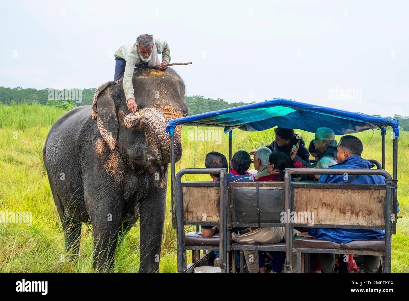 Népal, région de Terai, région de Narayani, Parc national de Chitwan, safari en jeep, L'éléphant saisit l'argent avec son coffre pour le donner au Cornak Banque D'Images