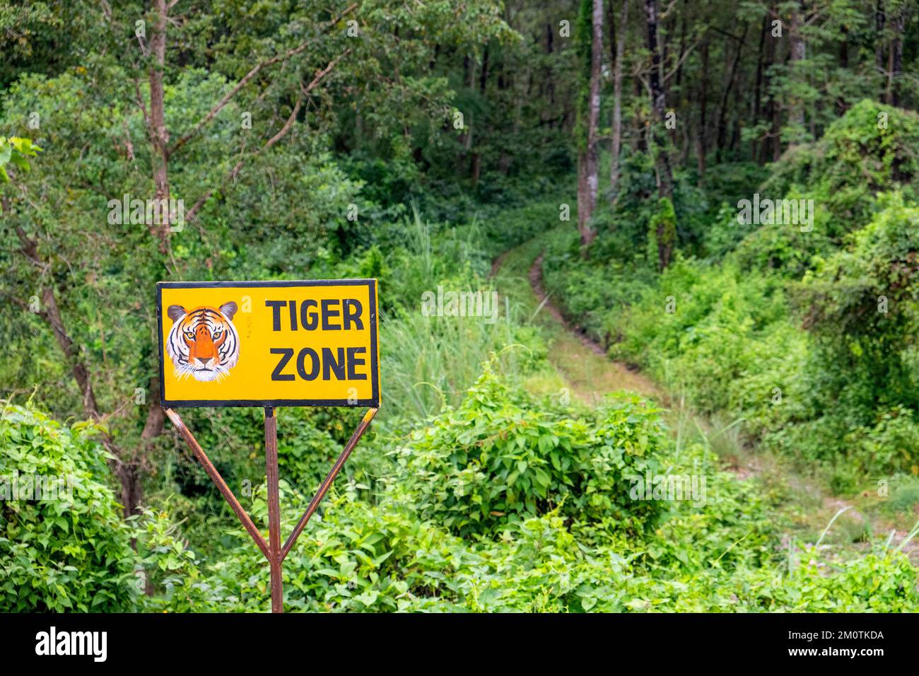 Népal, région de Terai, région de Narayani, Parc national de Chitwan, safari en jeep, région de tiger Banque D'Images