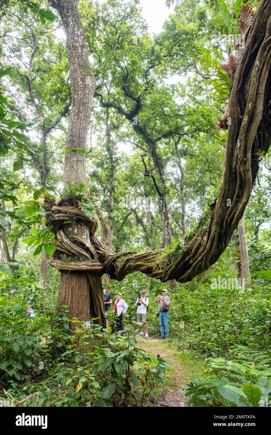 Népal, région de Terai, région de Narayani, Parc national de Chitwan, excursion dans la forêt avec un guide Banque D'Images