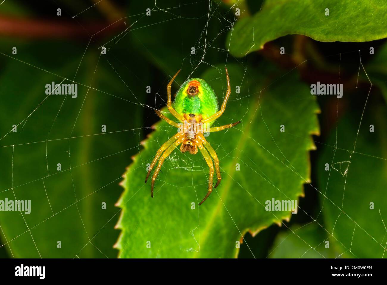 Araignée verte de concombre (araniella cucurbitina) au printemps qui est une araignée verte de jardin commune qui attrape sa proie d'insecte de mouche en construisant une soie Banque D'Images