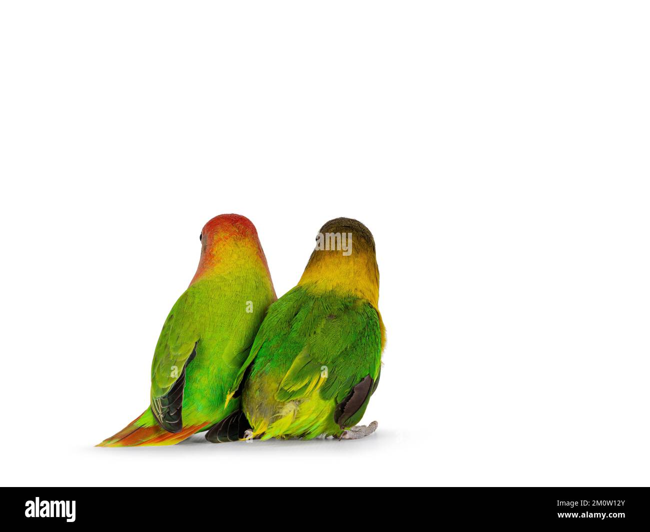 Deux oiseaux lovebird, alias Agapornis, assis ensemble en arrière. Isolé sur un fond blanc. Banque D'Images