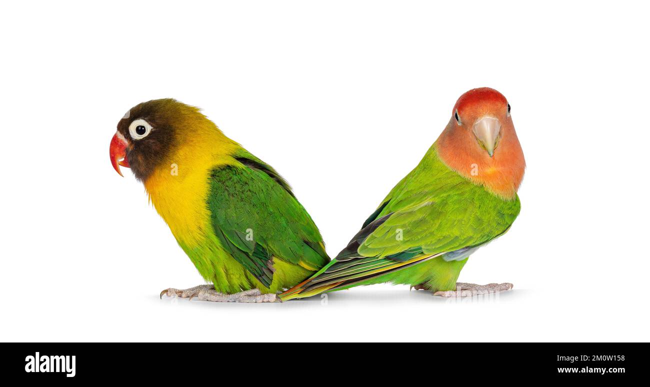 Jolie paire de Lovebirds alias Agapornis, assis dos à dos sur une surface plane. Isolé sur un fond blanc. Banque D'Images