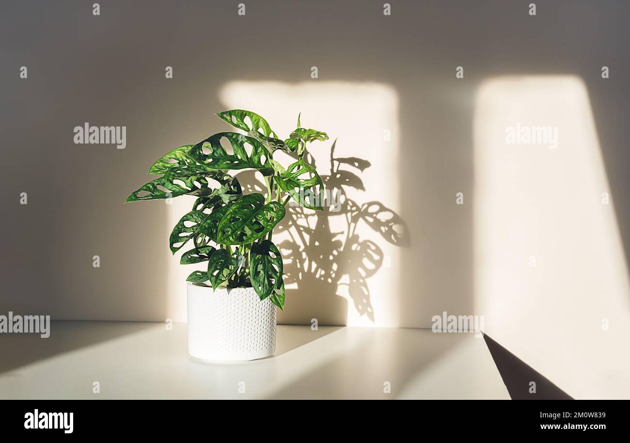 Monstera Monkey Mask ou obliqua ou Adansoni dans un pot blanc à la lumière du soleil Banque D'Images