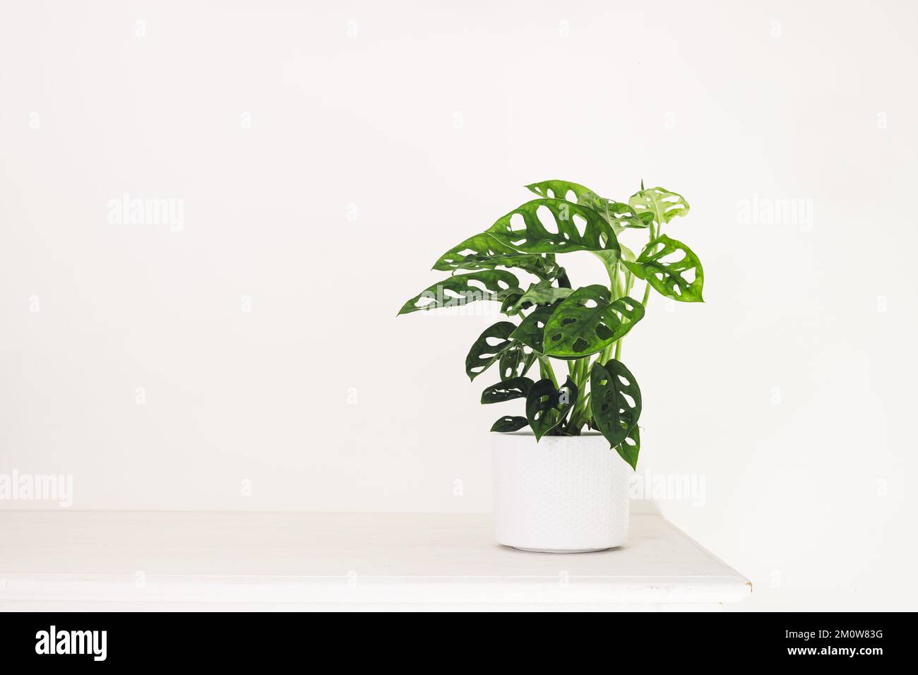 Monstera Monkey Mask ou obliqua ou Adansoni dans un pot blanc sur une table blanche, le jardinage à la maison et le concept minimal de décoration à la maison Banque D'Images