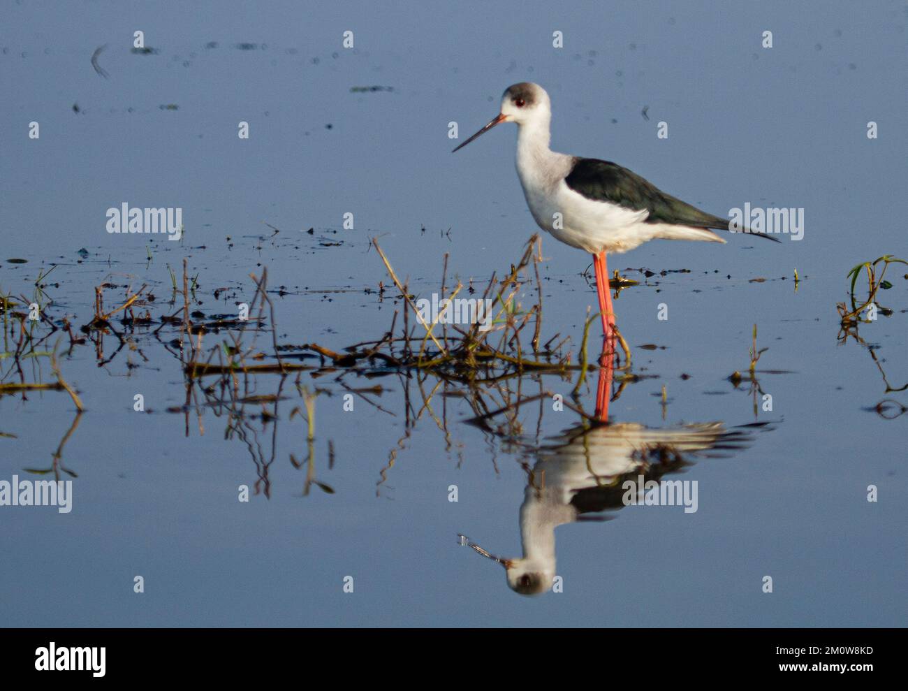 Pilotis à ailes noires avec réflexion dans l'eau du lac Chilka à Odisha en Inde Banque D'Images