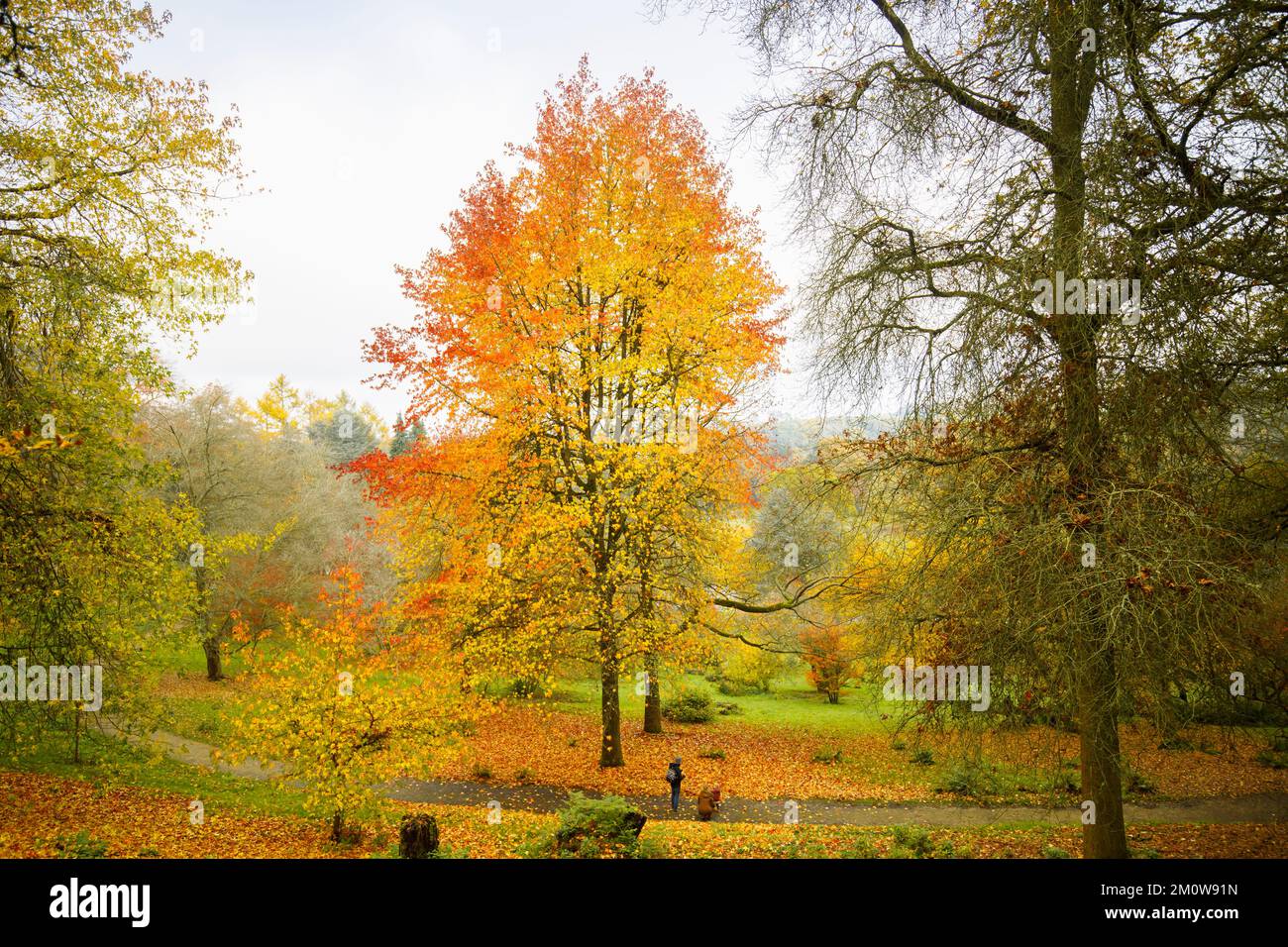 Les arbres dans le feuillage saisonnier d'automne, y compris les érables japonais (Acer Palmatum) à l'arboretum Winkworth près de Godalming, Surrey, au sud-est de l'Angleterre Banque D'Images
