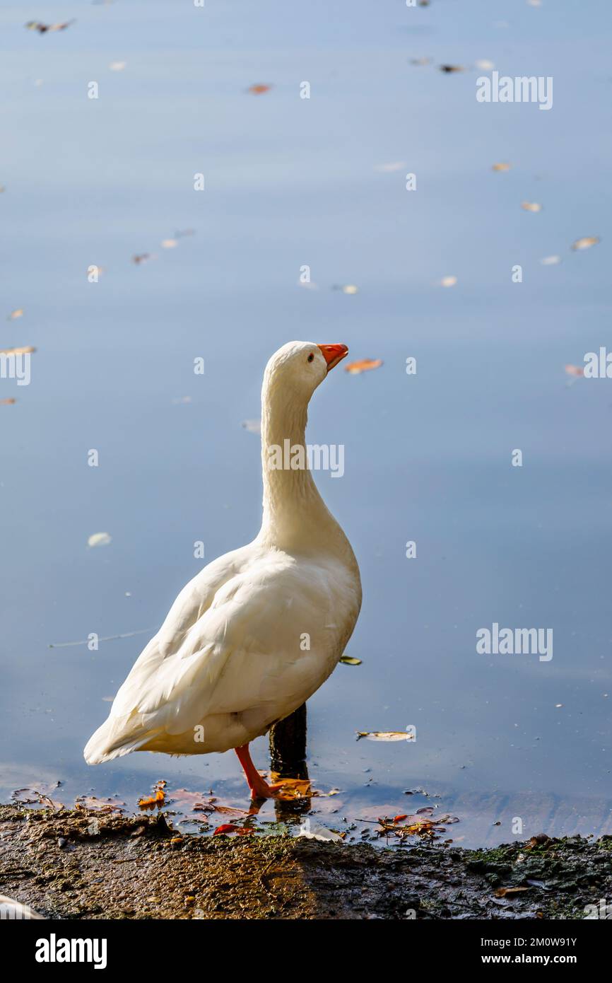 Une oie blanche se tenant au bord du lac à l'arboretum Winkworth près de Godalming, Surrey, au sud-est de l'Angleterre Banque D'Images