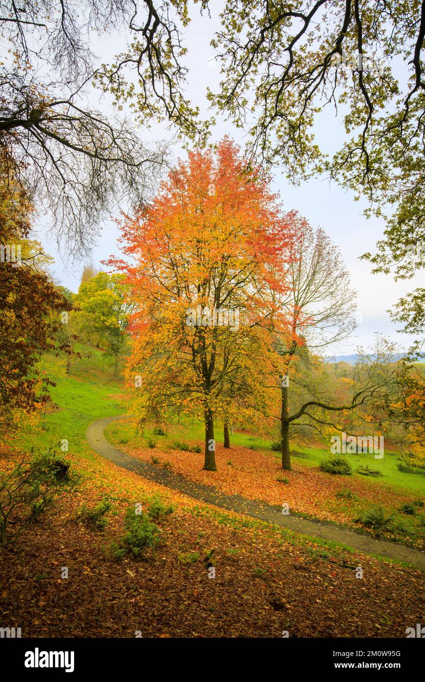 Les arbres dans le feuillage saisonnier d'automne, y compris les érables japonais (Acer Palmatum) à l'arboretum Winkworth près de Godalming, Surrey, au sud-est de l'Angleterre Banque D'Images