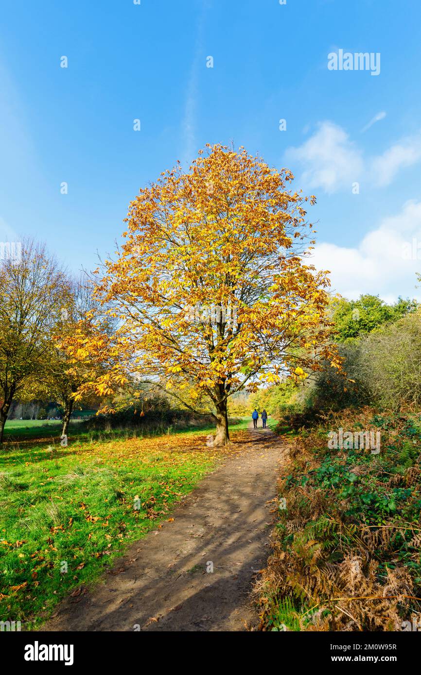Un châtaigne à cheval mature (Aesculus hippocastanum) dans un feuillage d'automne à l'arboretum de Winkworth près de Godalming, Surrey, au sud-est de l'Angleterre Banque D'Images