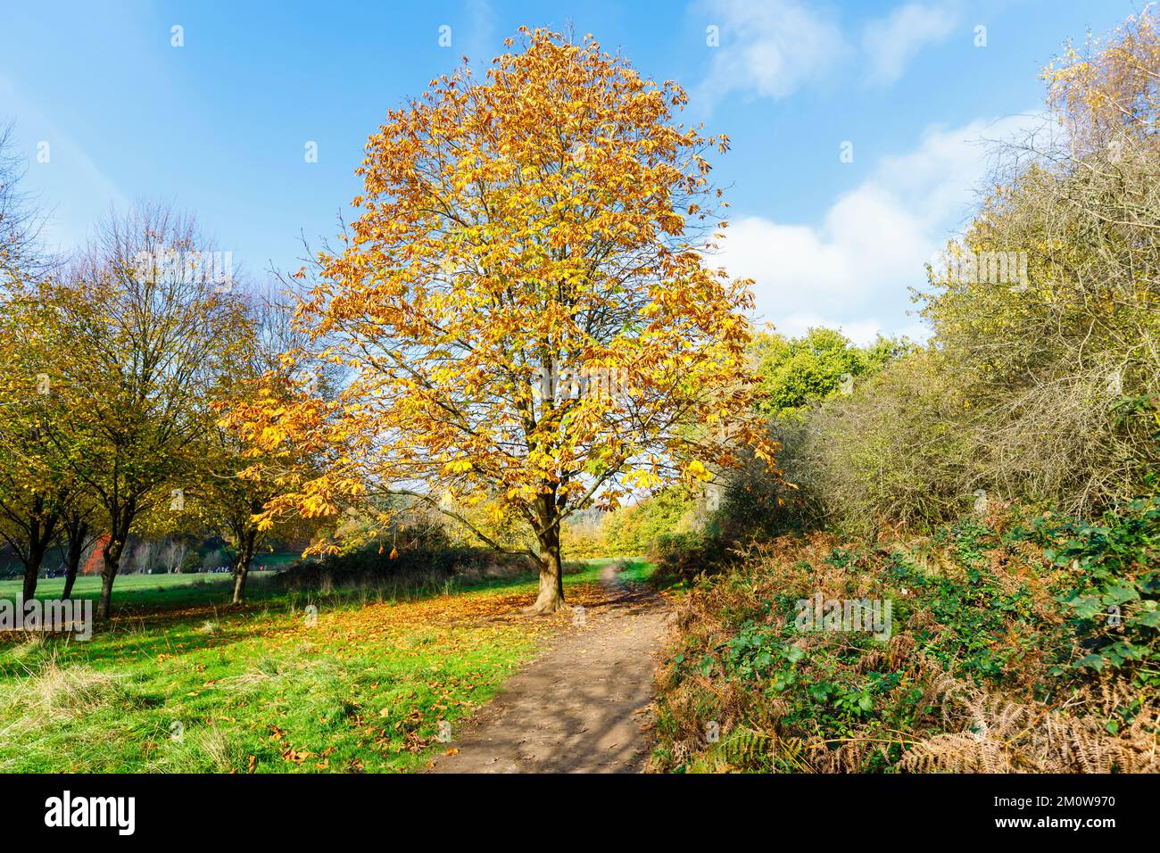 Un châtaigne à cheval mature (Aesculus hippocastanum) dans un feuillage d'automne à l'arboretum de Winkworth près de Godalming, Surrey, au sud-est de l'Angleterre Banque D'Images
