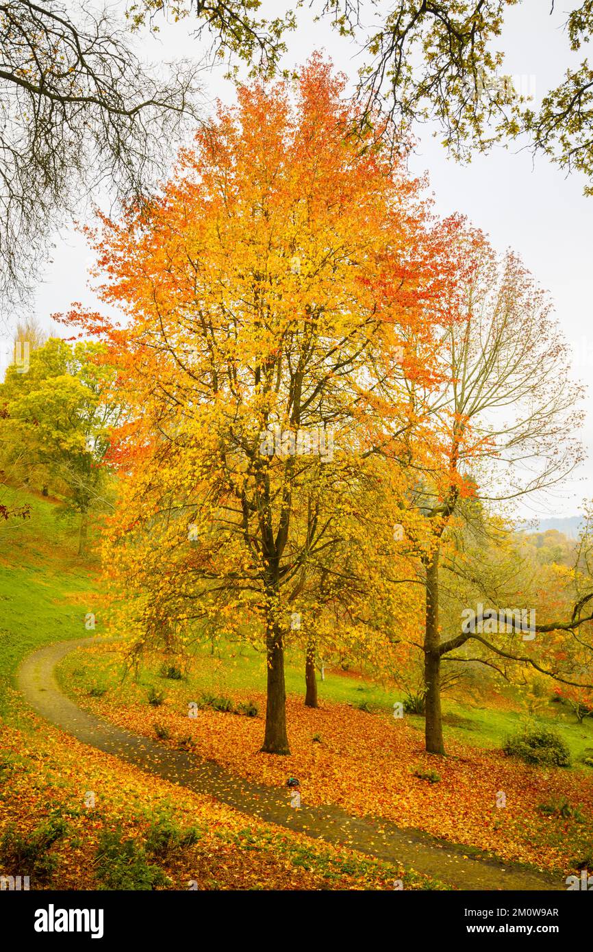 Les arbres dans le feuillage saisonnier d'automne, y compris les érables japonais (Acer Palmatum) à l'arboretum Winkworth près de Godalming, Surrey, au sud-est de l'Angleterre Banque D'Images