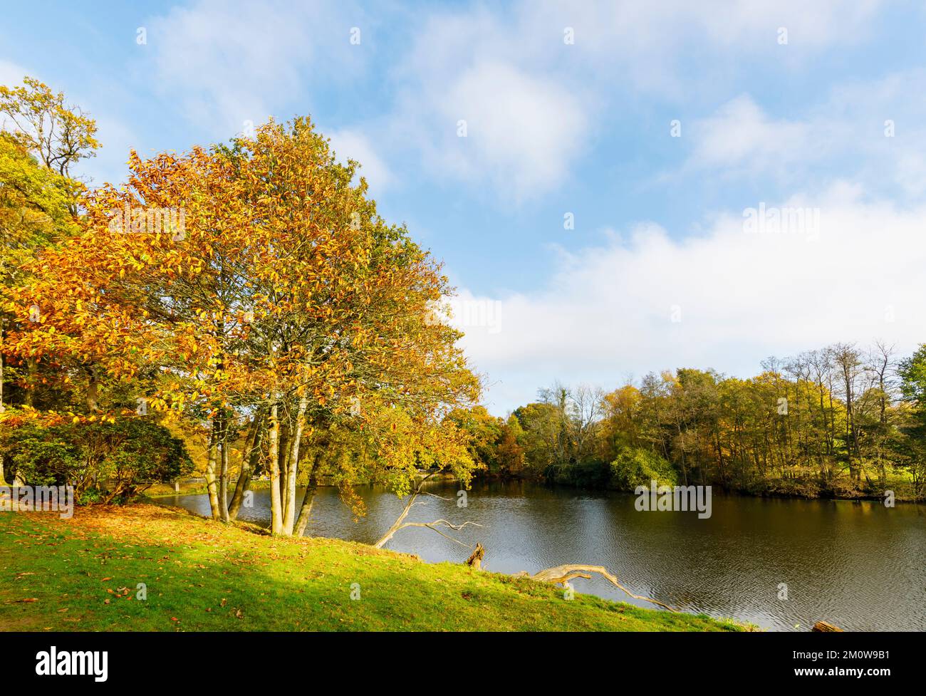 Les arbres d'automne colorent le feuillage près du lac à l'arboretum Winkworth près de Godalming, Surrey, au sud-est de l'Angleterre Banque D'Images