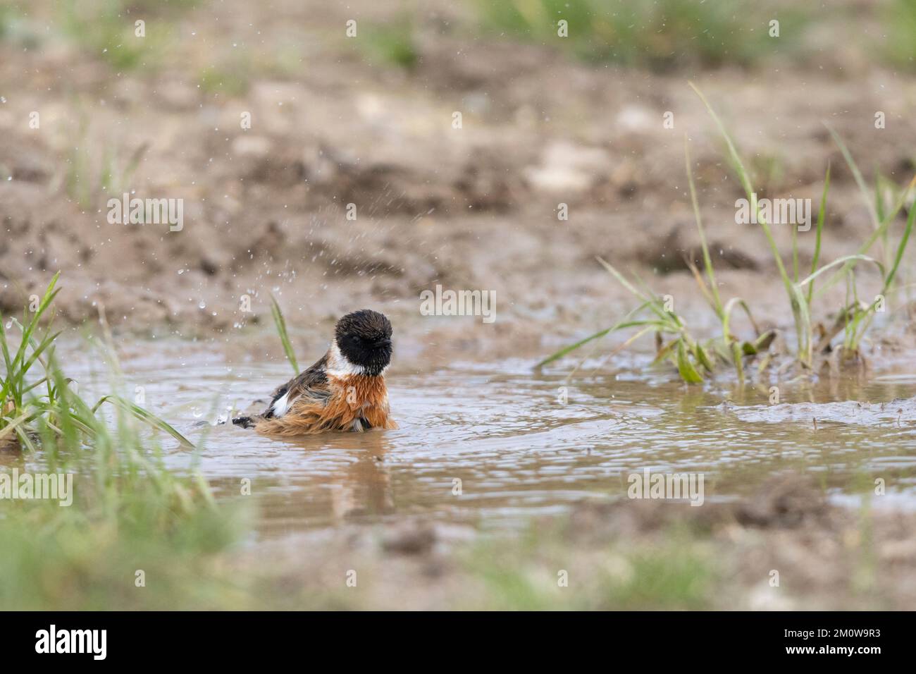 European stonechat Saxicola rubicola, homme adulte se baignant dans une piscine peu profonde, plaine de Salisbury, Wiltshire, Royaume-Uni, novembre Banque D'Images