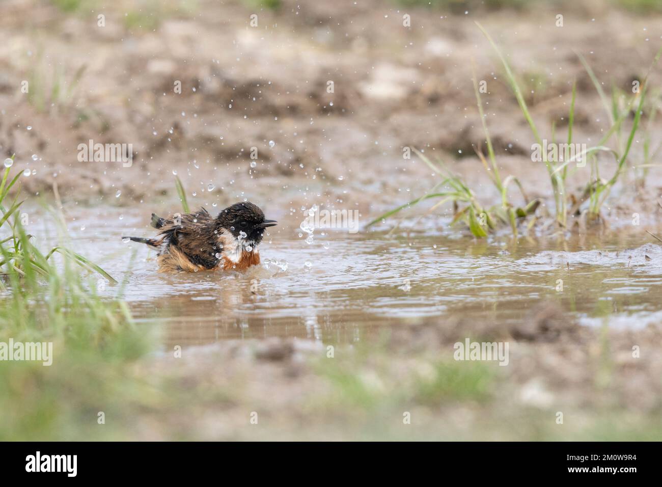 European stonechat Saxicola rubicola, homme adulte se baignant dans une piscine peu profonde, plaine de Salisbury, Wiltshire, Royaume-Uni, novembre Banque D'Images