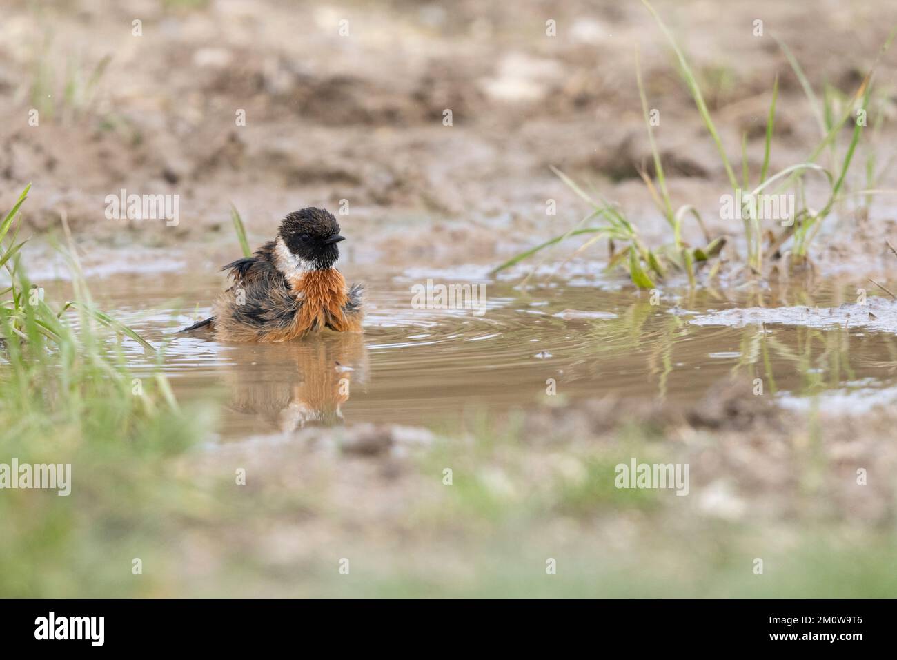 European stonechat Saxicola rubicola, homme adulte se baignant dans une piscine peu profonde, plaine de Salisbury, Wiltshire, Royaume-Uni, novembre Banque D'Images