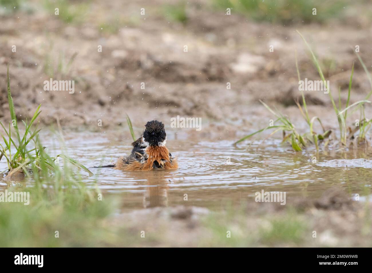 European stonechat Saxicola rubicola, homme adulte se baignant dans une piscine peu profonde, plaine de Salisbury, Wiltshire, Royaume-Uni, novembre Banque D'Images
