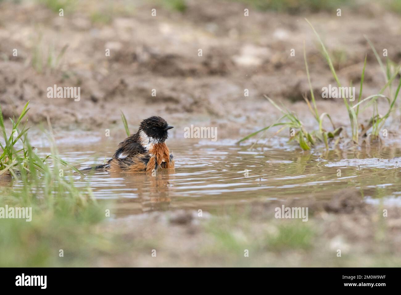 European stonechat Saxicola rubicola, homme adulte se baignant dans une piscine peu profonde, plaine de Salisbury, Wiltshire, Royaume-Uni, novembre Banque D'Images