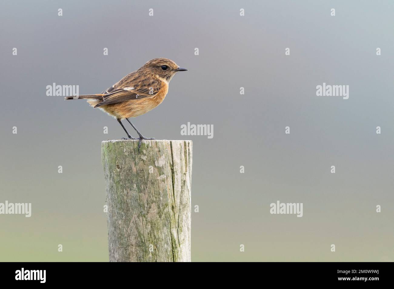 European stonechat Saxicola rubicola, femelle adulte perchée sur une clôture en bois, plaine de Salisbury, Wiltshire, Royaume-Uni, novembre Banque D'Images