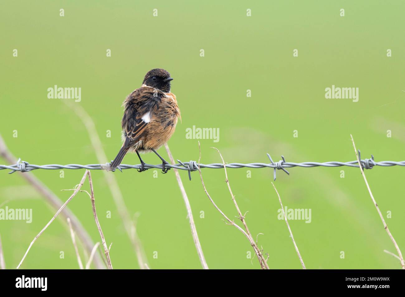 European stonechat Saxicola rubicola, homme adulte perché sur une clôture barbelée, plaine de Salisbury, Wiltshire, Royaume-Uni, novembre Banque D'Images