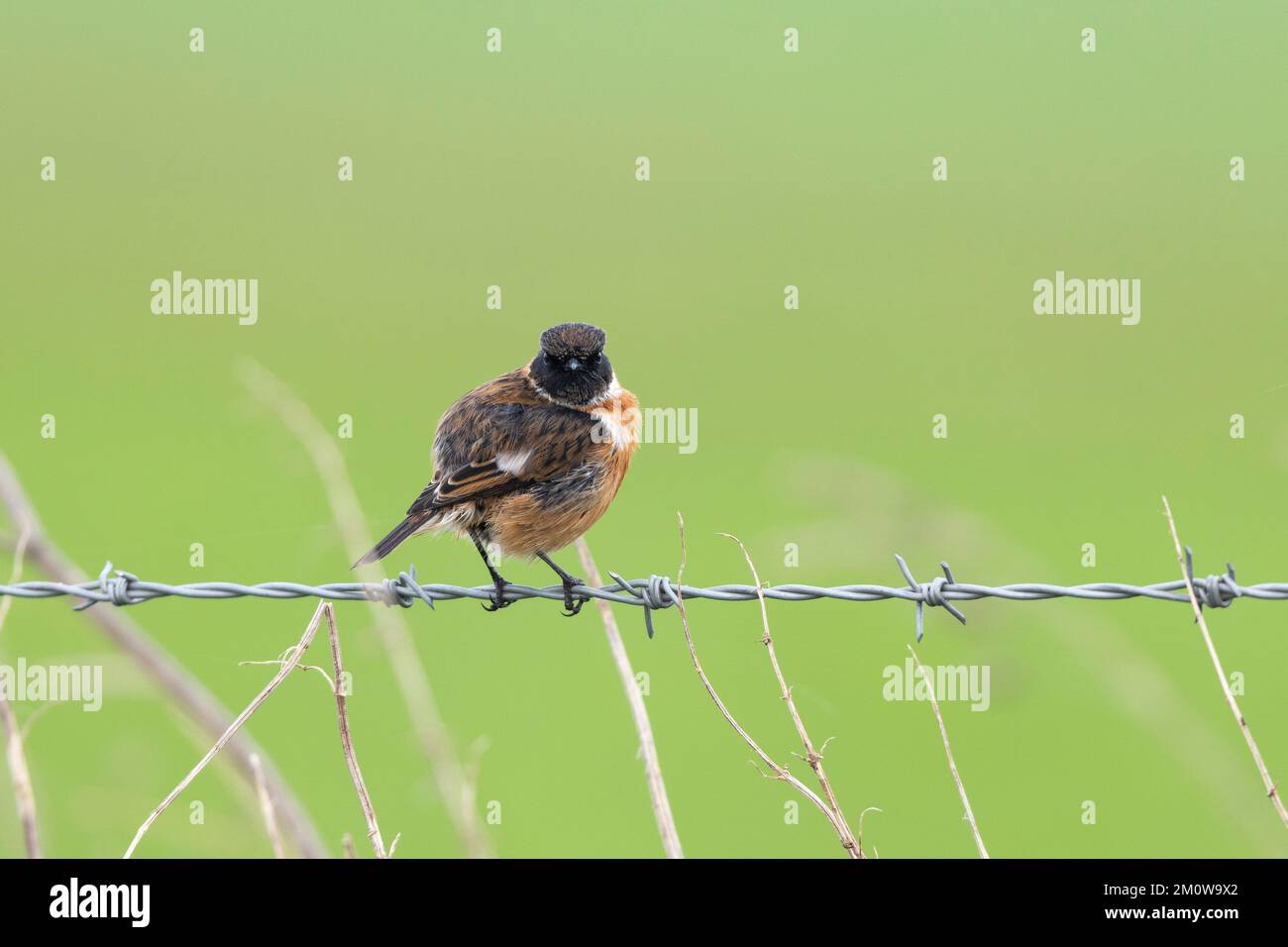 European stonechat Saxicola rubicola, homme adulte perché sur une clôture barbelée, plaine de Salisbury, Wiltshire, Royaume-Uni, novembre Banque D'Images