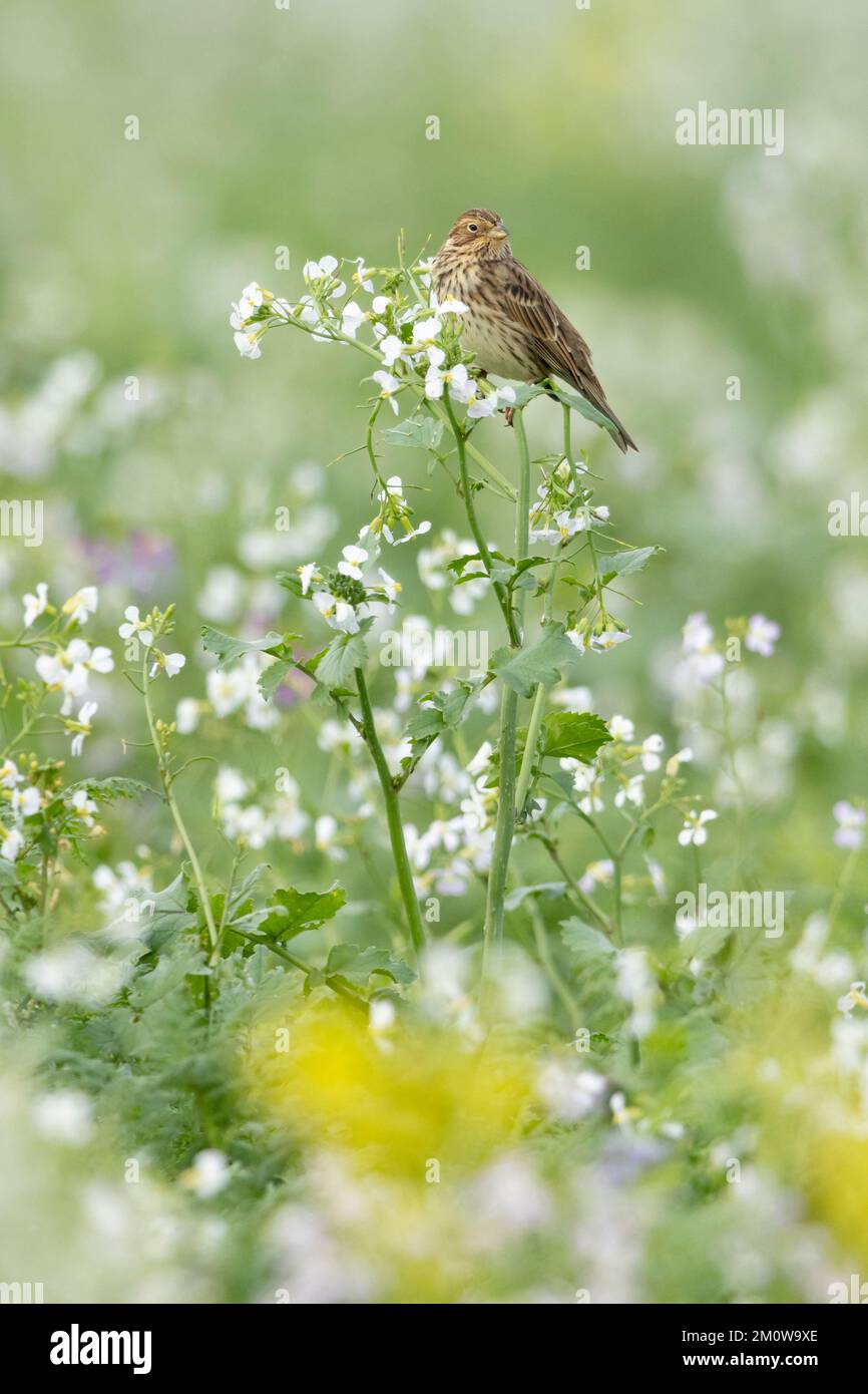 Banderole de maïs Emberiza calandra, adulte perchée sur le radis sauvage Raphanus raphanistrum, plaine de Salisbury, Wiltshire, Royaume-Uni, novembre Banque D'Images