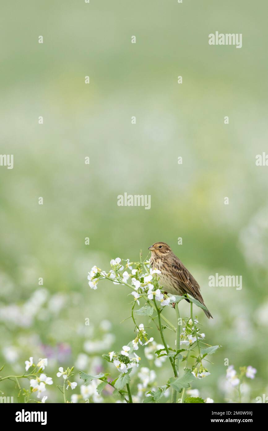 Banderole de maïs Emberiza calandra, adulte perchée sur le radis sauvage Raphanus raphanistrum, plaine de Salisbury, Wiltshire, Royaume-Uni, novembre Banque D'Images