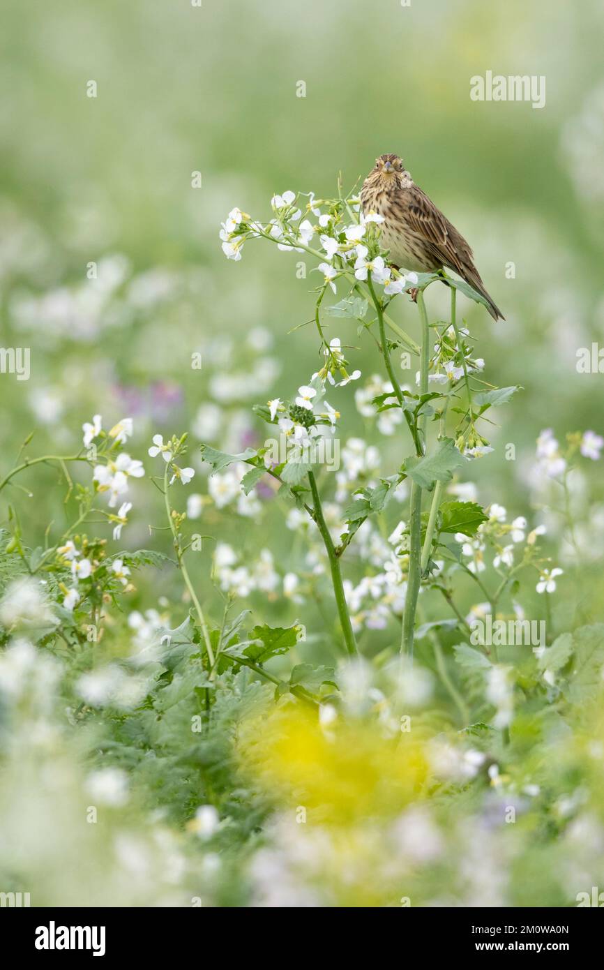 Banderole de maïs Emberiza calandra, adulte perchée sur le radis sauvage Raphanus raphanistrum, plaine de Salisbury, Wiltshire, Royaume-Uni, novembre Banque D'Images