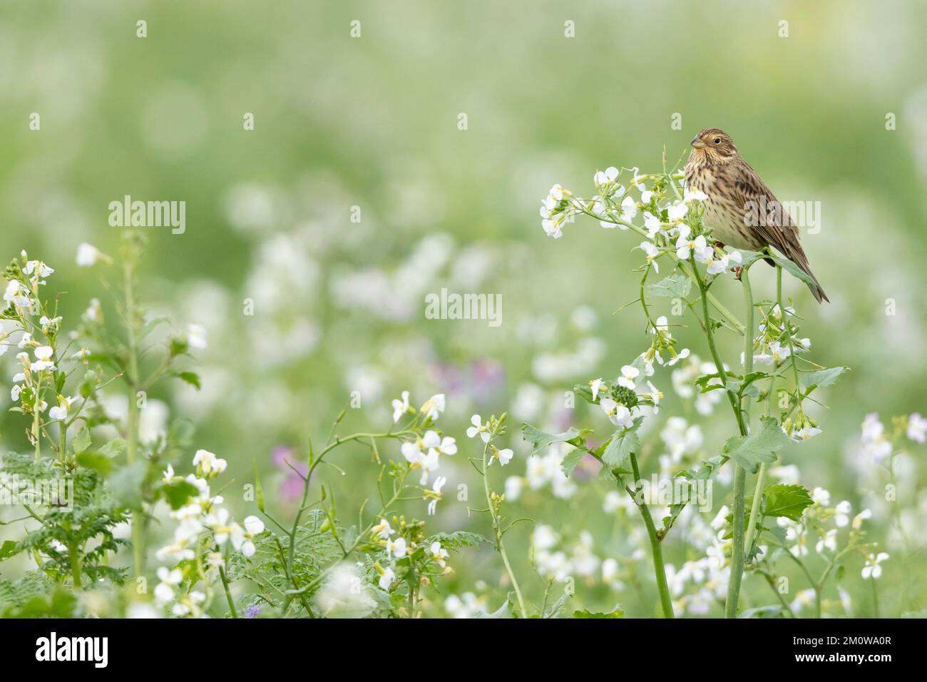 Banderole de maïs Emberiza calandra, adulte perchée sur le radis sauvage Raphanus raphanistrum, plaine de Salisbury, Wiltshire, Royaume-Uni, novembre Banque D'Images