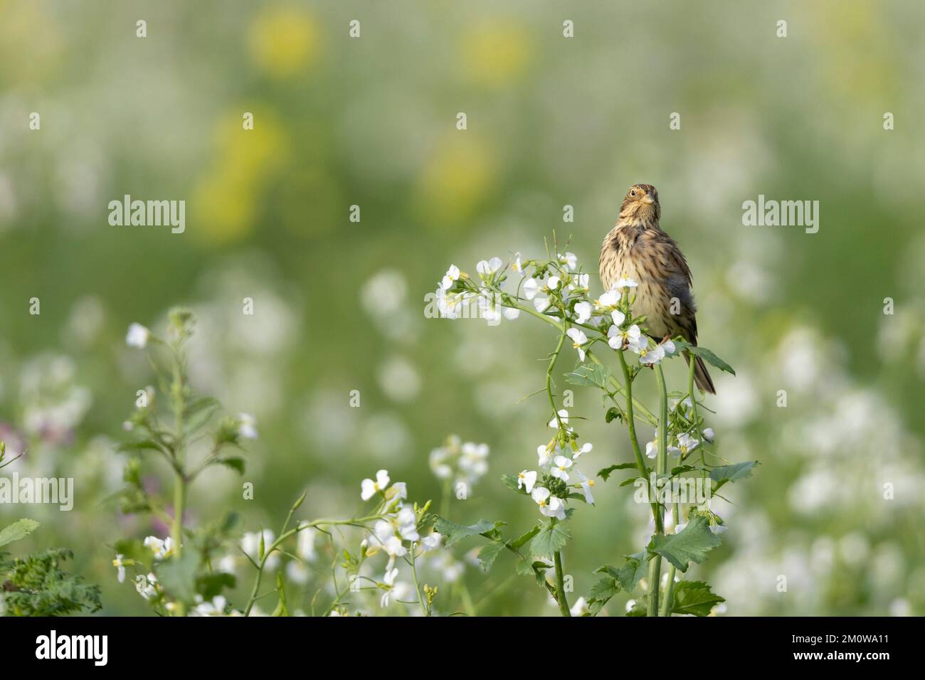 Banderole de maïs Emberiza calandra, adulte perchée sur le radis sauvage Raphanus raphanistrum, plaine de Salisbury, Wiltshire, Royaume-Uni, novembre Banque D'Images